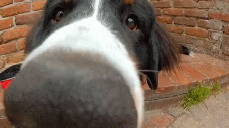 sniffing gif